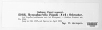 Mycosphaerella populi image